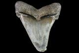 Serrated, Angustidens Tooth - Megalodon Ancestor #75264-1